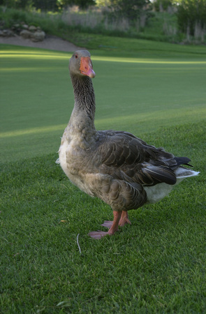 Gilbert The Duck